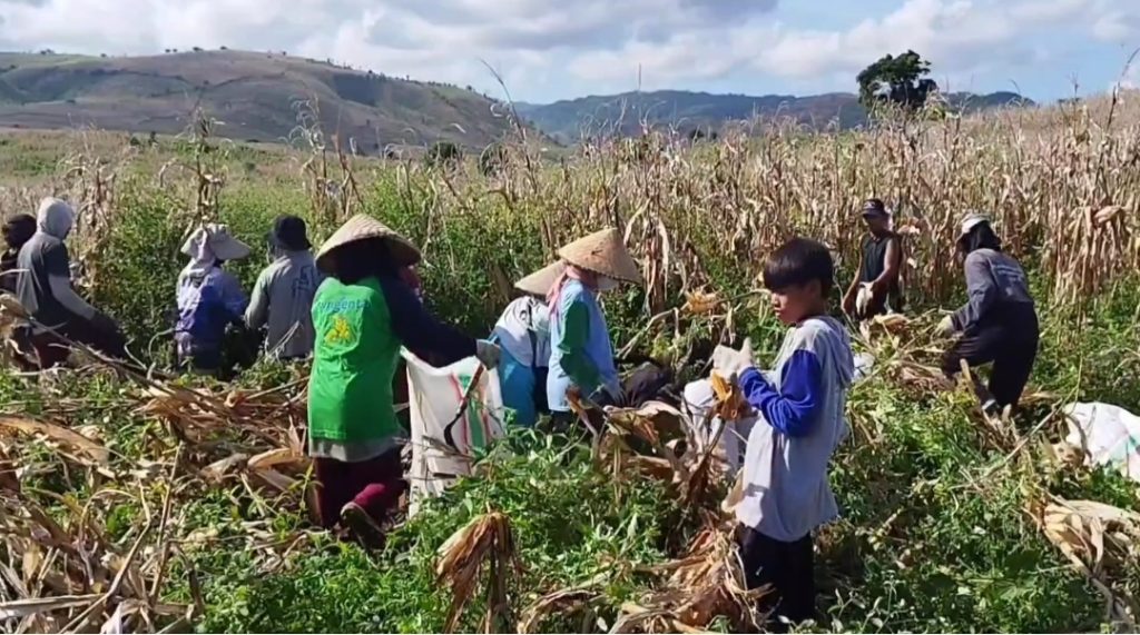 Momentum Hari Pangan Dunia, Petani di Sumbawa Minta Pemerintah Pastikan Harga Jagung dan Pupuk Subsidi Sesuai Aturan