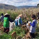 Momentum Hari Pangan Dunia, Petani di Sumbawa Minta Pemerintah Pastikan Harga Jagung dan Pupuk Subsidi Sesuai Aturan