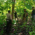 Jaga Lingkungan dan Sumber Daya Hutan, Tim Gabungan Verifikasi Potensi Jati
