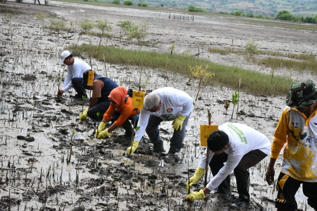 Cegah Abrasi dan Bencana Vegetasi Lainnya, Forum PRB Sumbawa dan MDMC Menanam 2.000 Bibit Mangrove