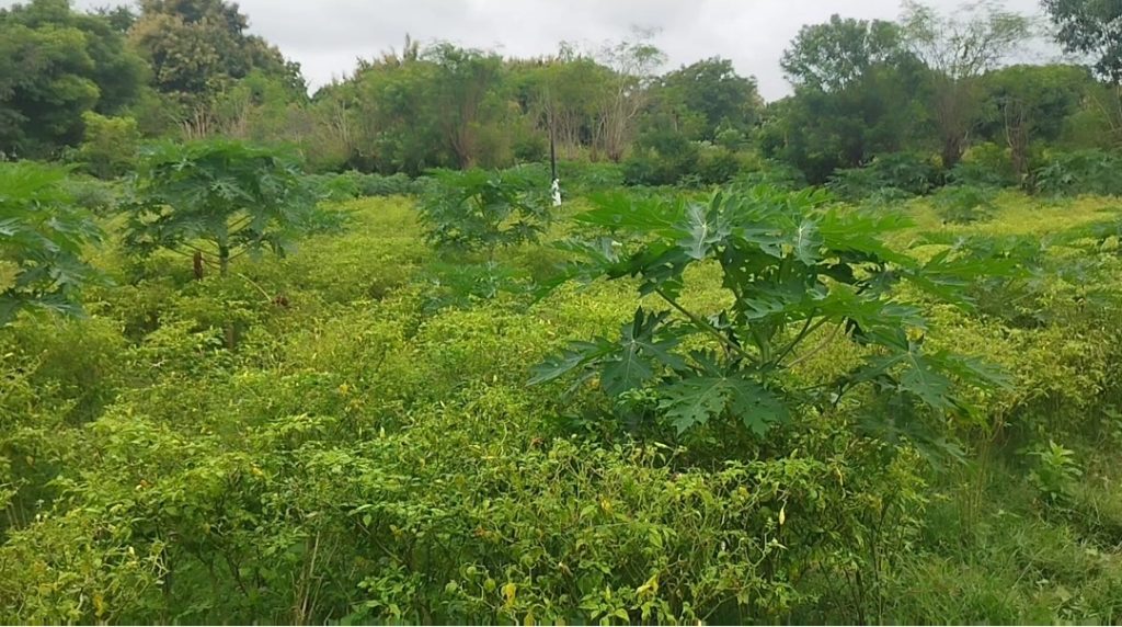 Miliki Pekarangan Luas, Rumah Makan Bu Mini Sumbawa Manfaatkan Pekarangan Untuk Tanam Cabai
