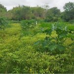 Miliki Pekarangan Luas, Rumah Makan Bu Mini Sumbawa Manfaatkan Pekarangan Untuk Tanam Cabai