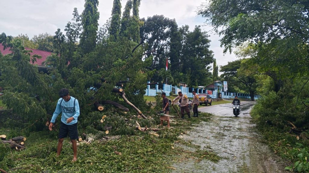 Pohon Tumbang Tutupi Jalan, Personel Polsek Moyo Hulu Sigap Lakukan Pengaturan Lalin