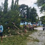Pohon Tumbang Tutupi Jalan, Personel Polsek Moyo Hulu Sigap Lakukan Pengaturan Lalin