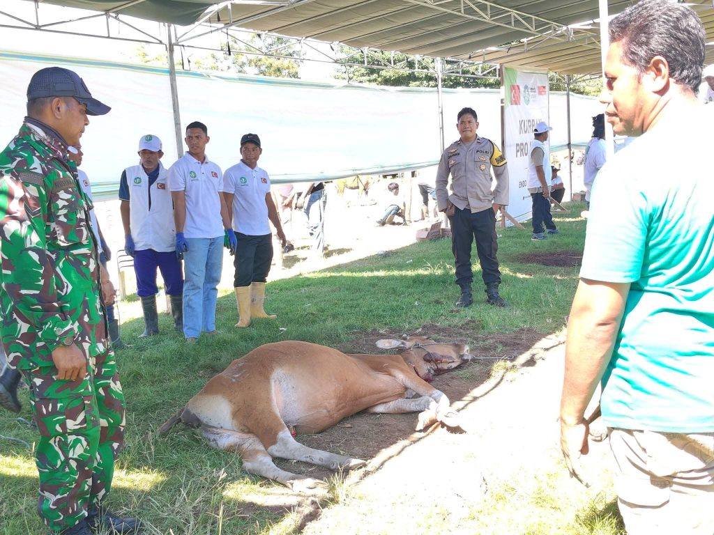 Pemkab Sumbawa Pastikan Penyembelihan 120 Ekor Sapi Kurban Bantuan Umuda Kosanlar Dinergi Berjalan Lancar