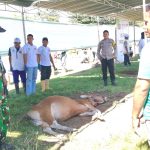 Pemkab Sumbawa Pastikan Penyembelihan 120 Ekor Sapi Kurban Bantuan Umuda Kosanlar Dinergi Berjalan Lancar